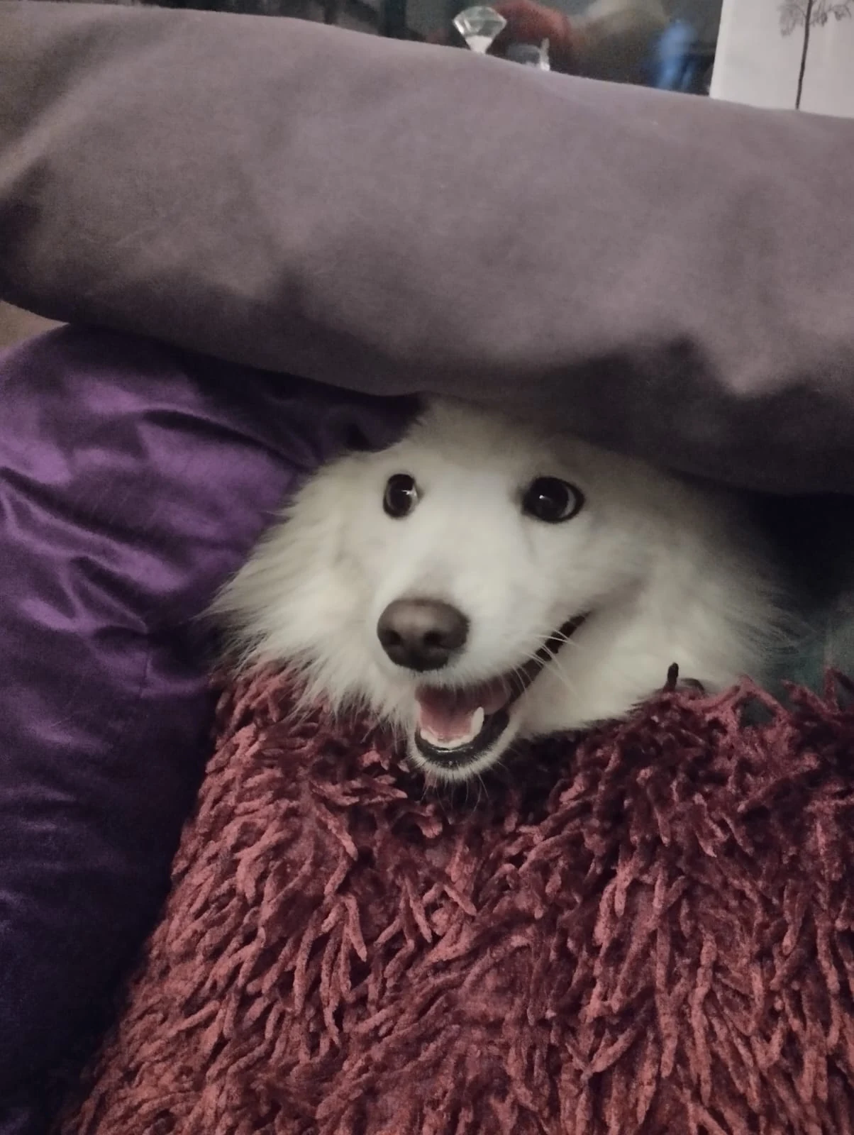 Xandra kurkistaa tyynyjen välistä.