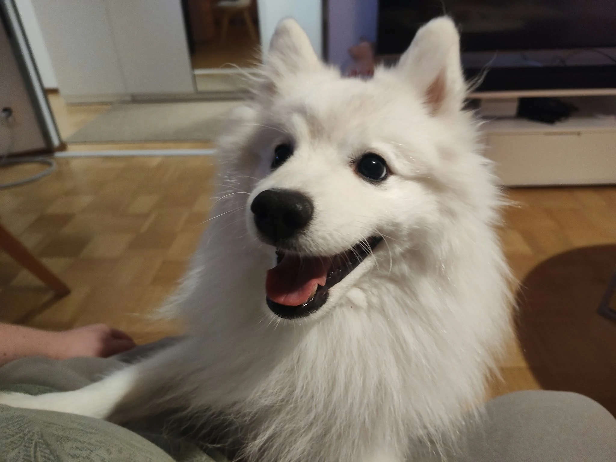 Xavier, pentueen isä